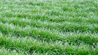 精河縣數(shù)字農(nóng)業(yè)產(chǎn)業(yè)融合示范園_項(xiàng)目列表_新疆西海實(shí)業(yè)集團(tuán)有限公司